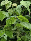 Poison Ivy