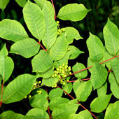 Poison Sumac