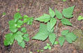 Poison Oak