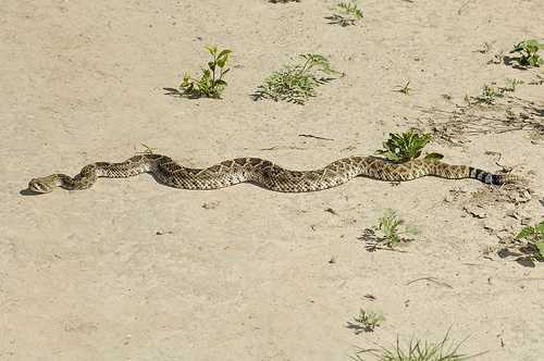 snake diamondback