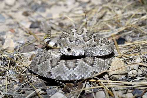 Mojave Rattler